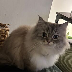 Meet your Posher, Michelle